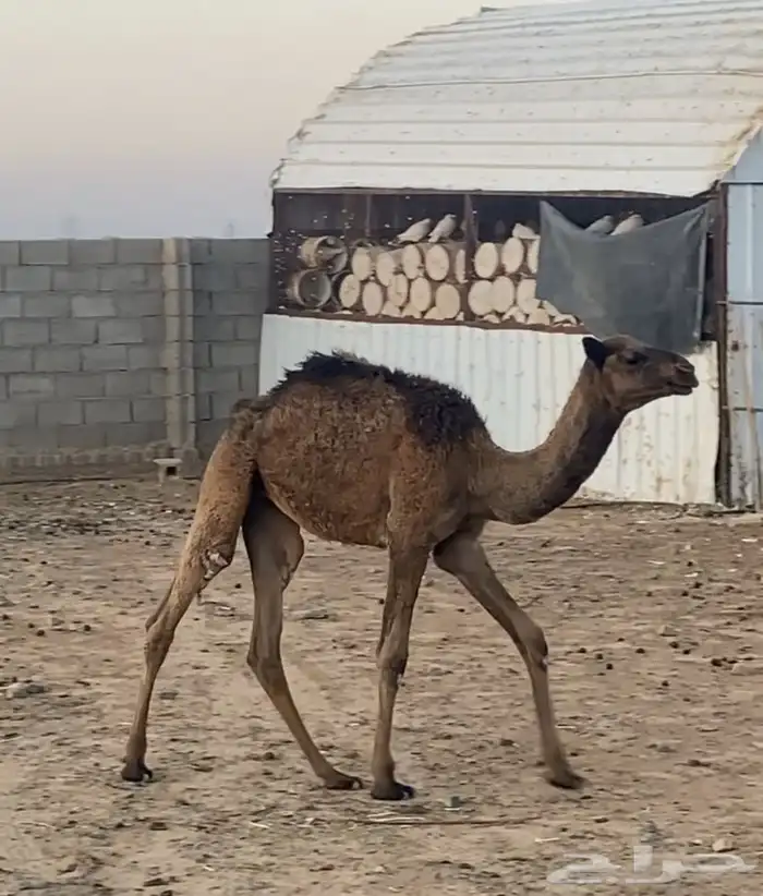 بكرة عمرها 5 شهور 0