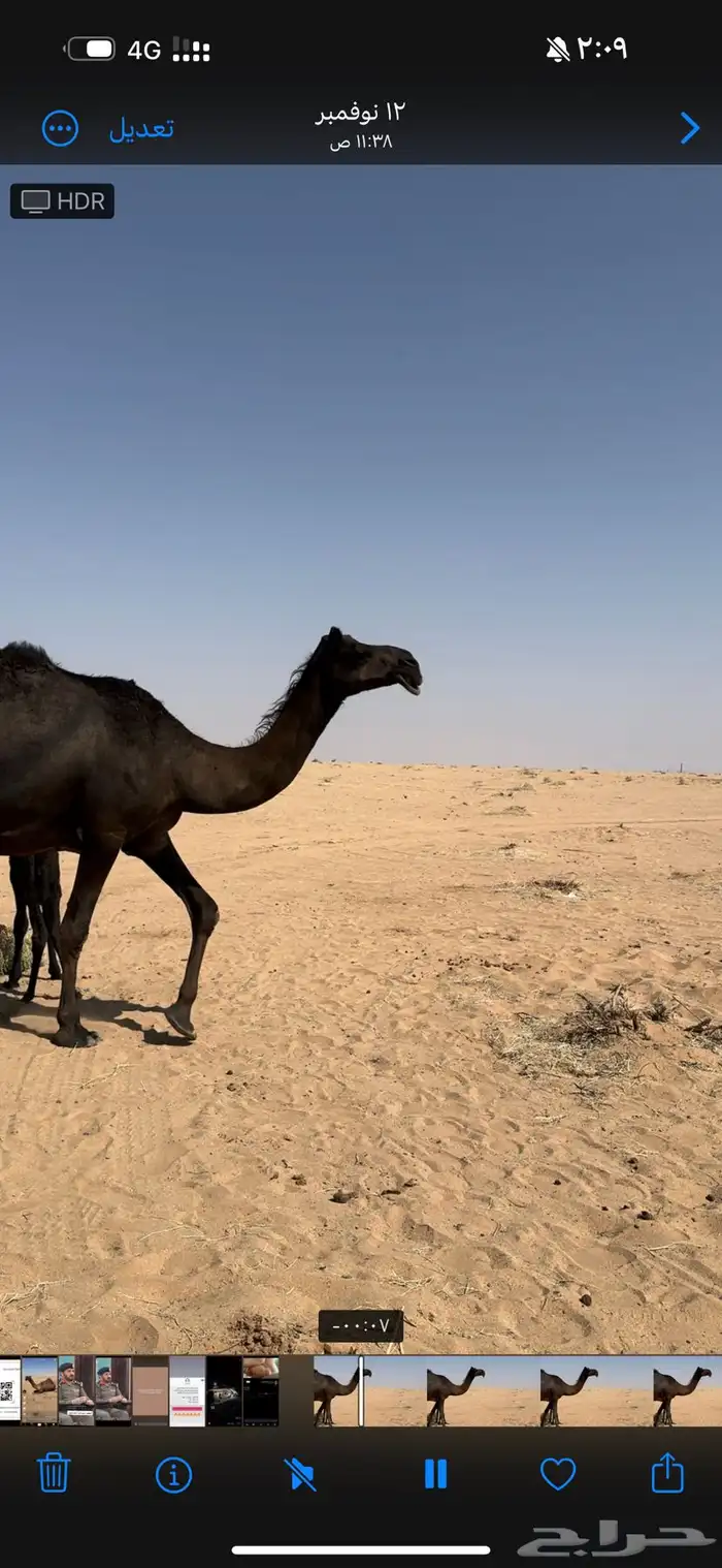 خلفه مجهم طيبه 4