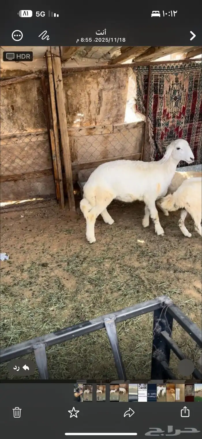 البيع خروف حري عمره 5شهور ظهره فل شحم مغلق والطلي طيب وسليم 0