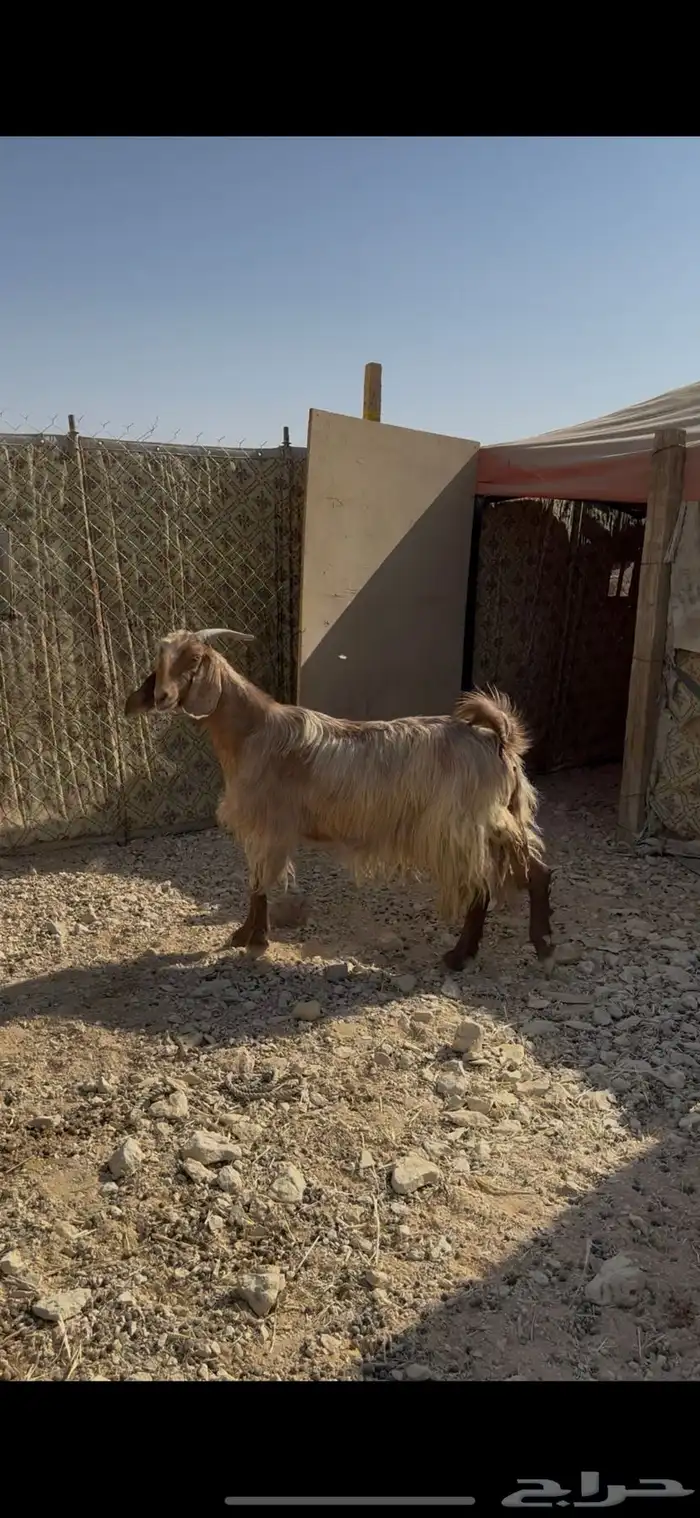 معزا متابيع للبيع 1