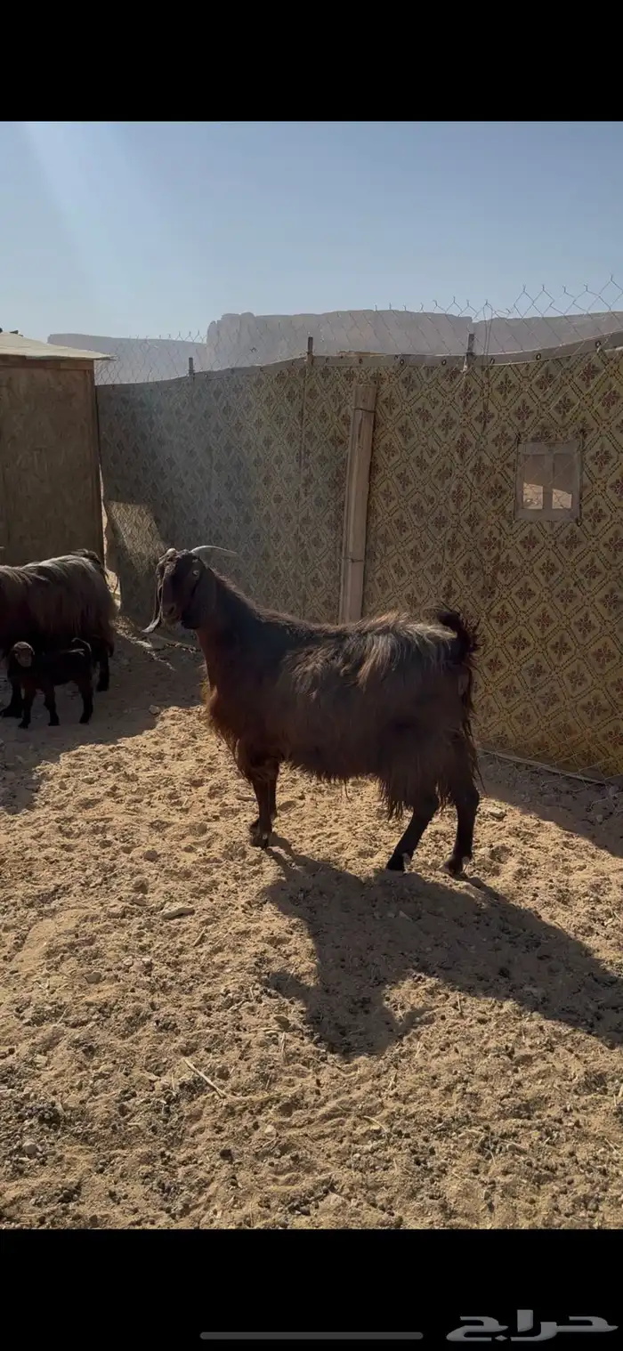 معزا متابيع للبيع 4