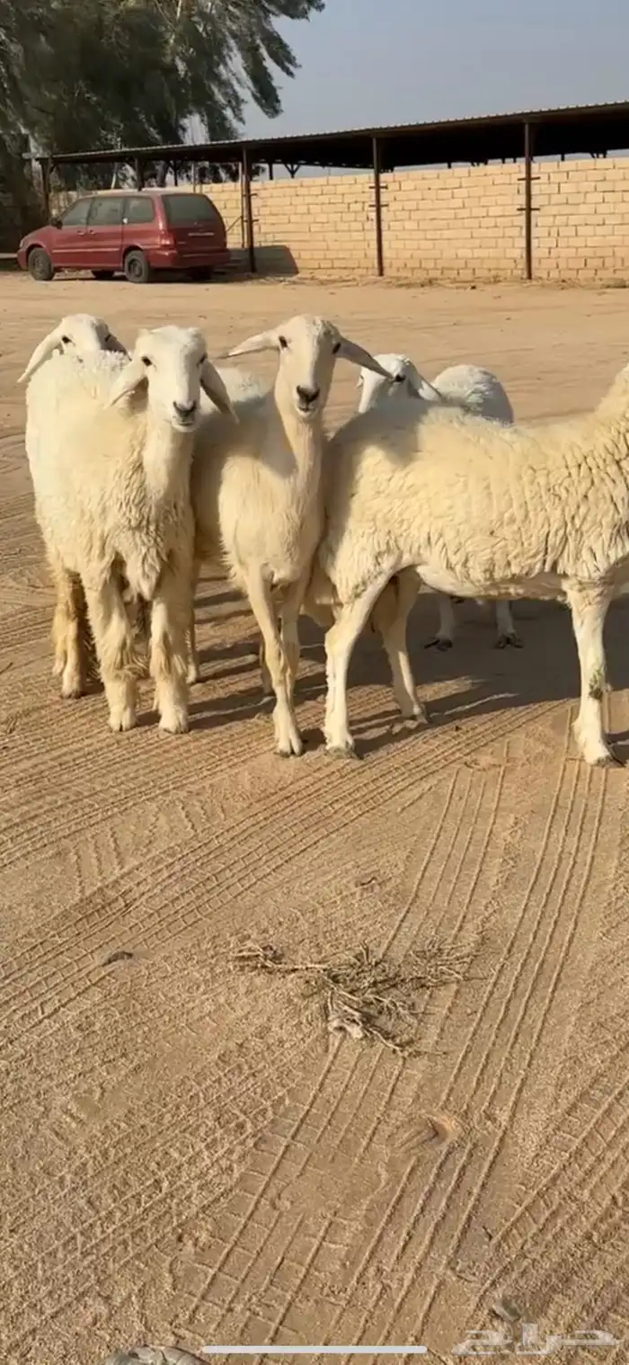 رخال مقاني 2