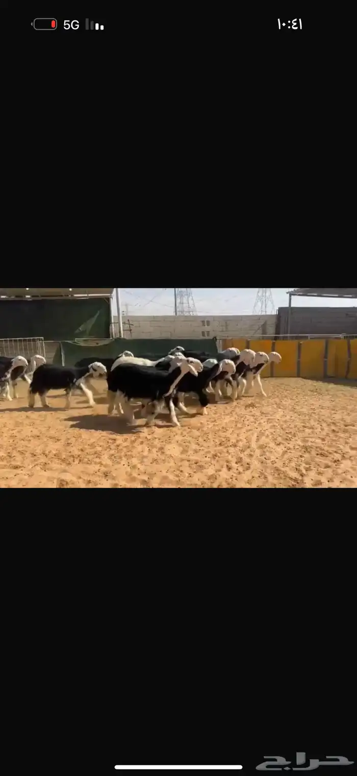 عرض رخال جذعات 6