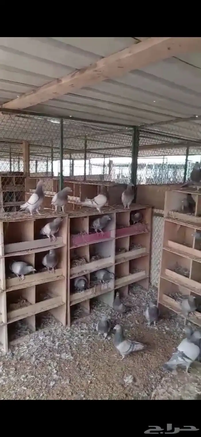 حمام لاحم فرنسي امهات سلفر 1