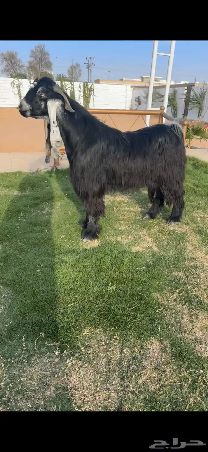 فحل عارضي خصم الخصم تممم البيع 2