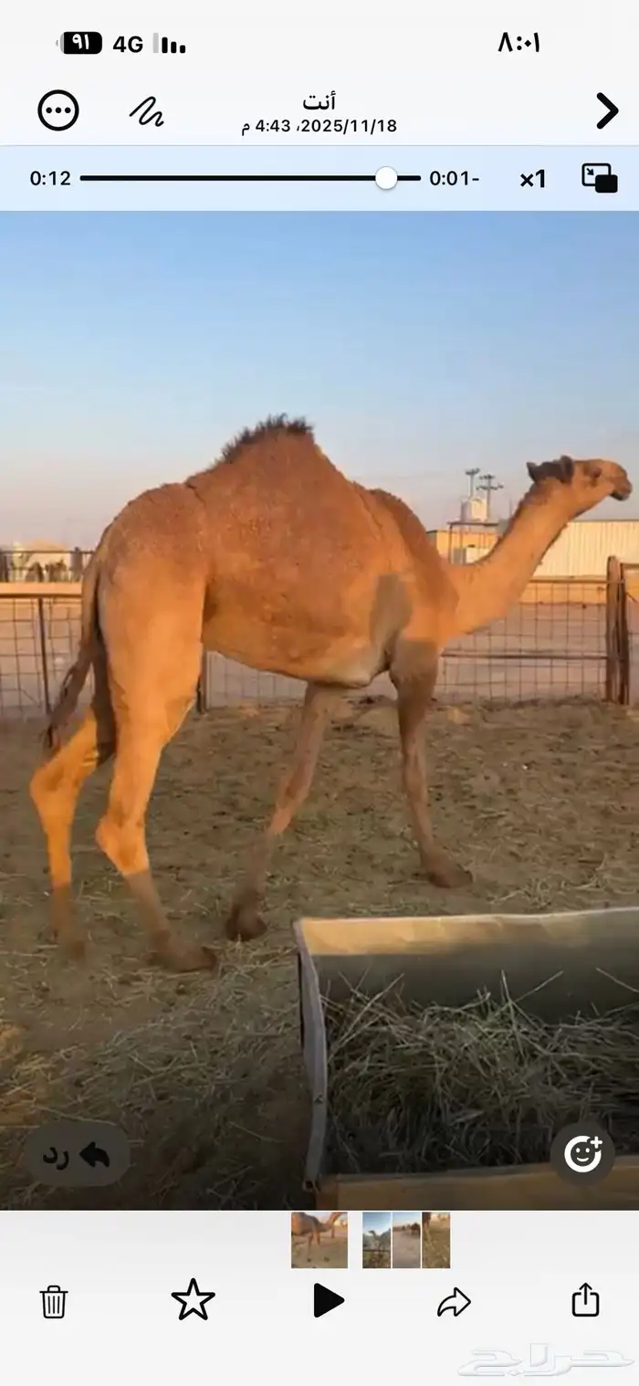 للبيع بكرتين حقايق 0