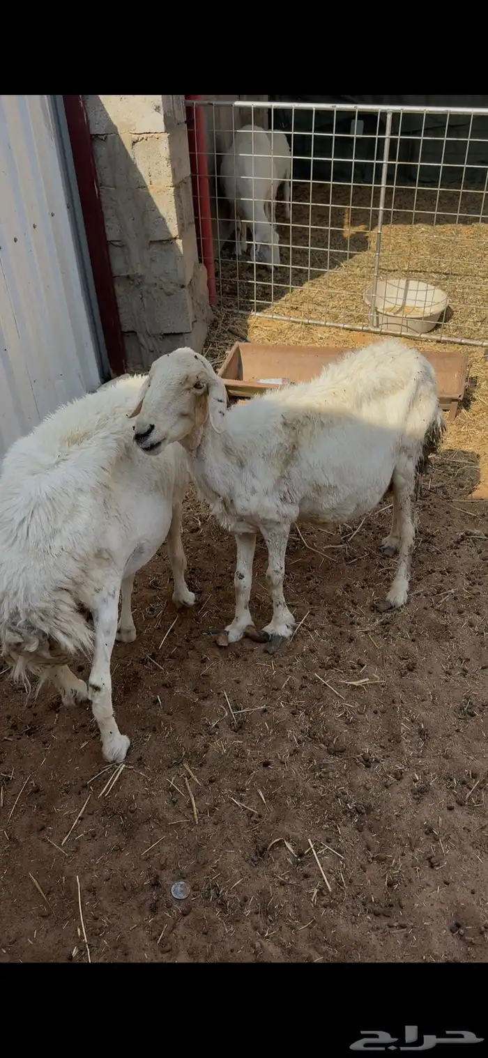 للبيع حريات دفيع على السومار 3