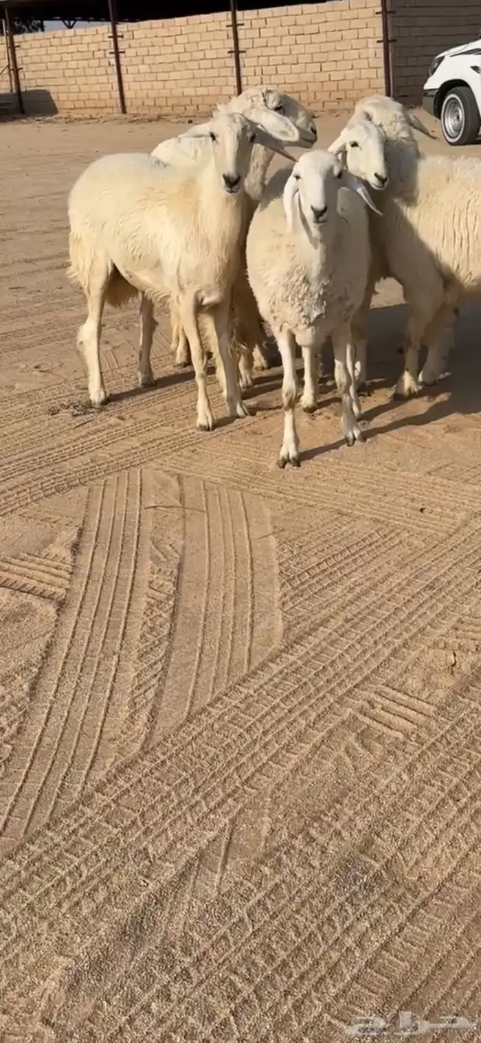 رخال مقاني 3