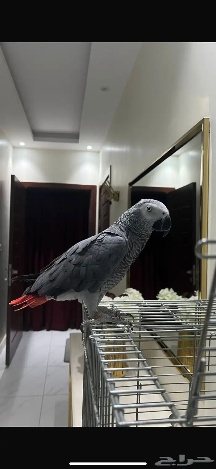 بغبغاء كاسكو 1