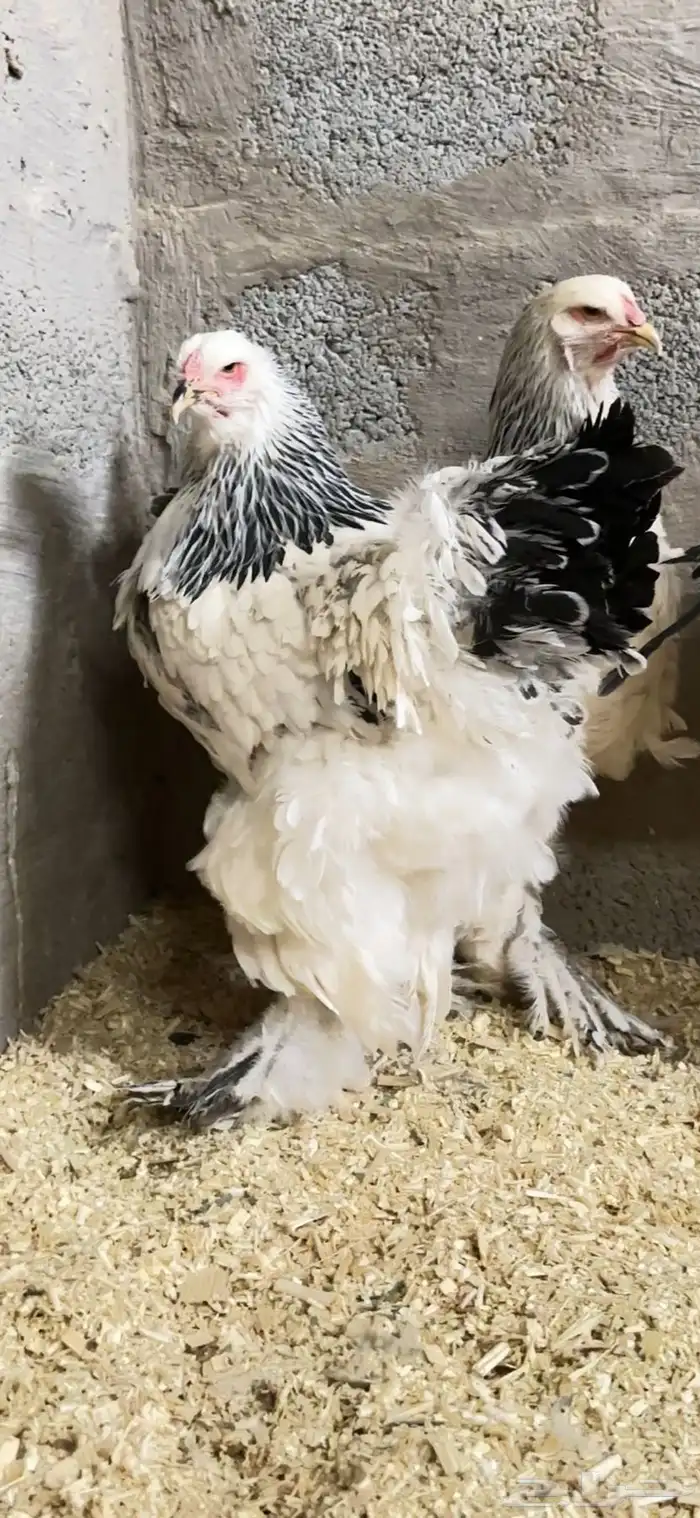 للبيع طقم دجاج براهما بشاير كولمبي كونك 2