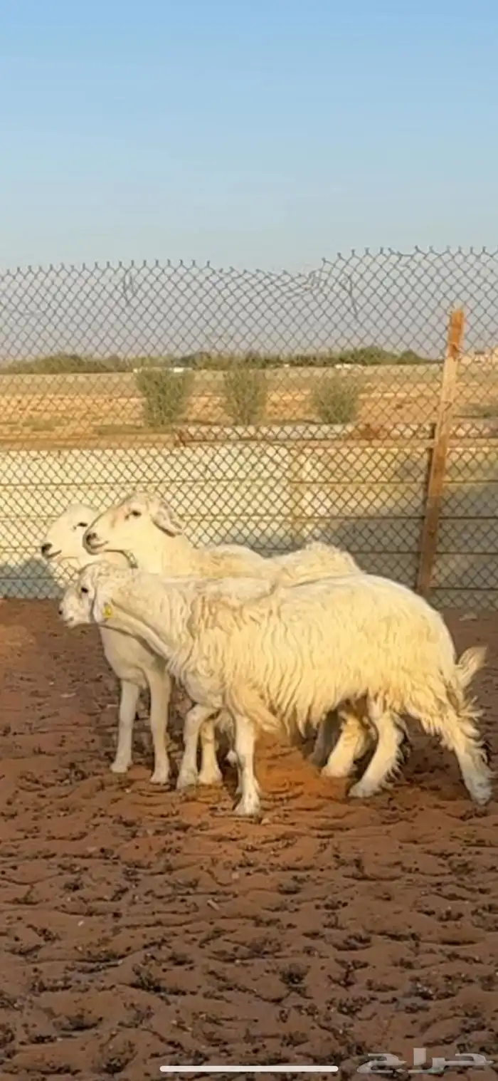 ذبايح حريات جذعان الخرج 4