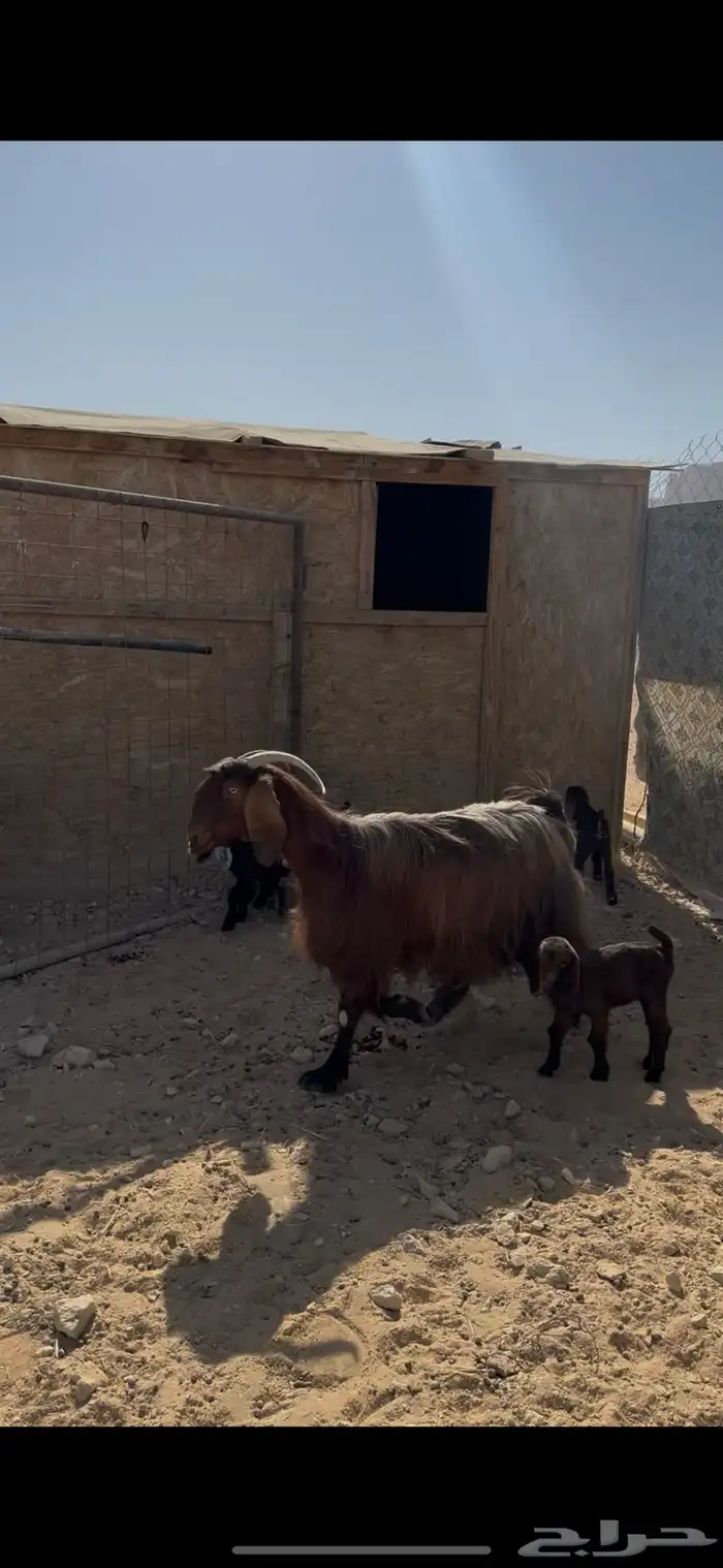 معزا متابيع للبيع 3