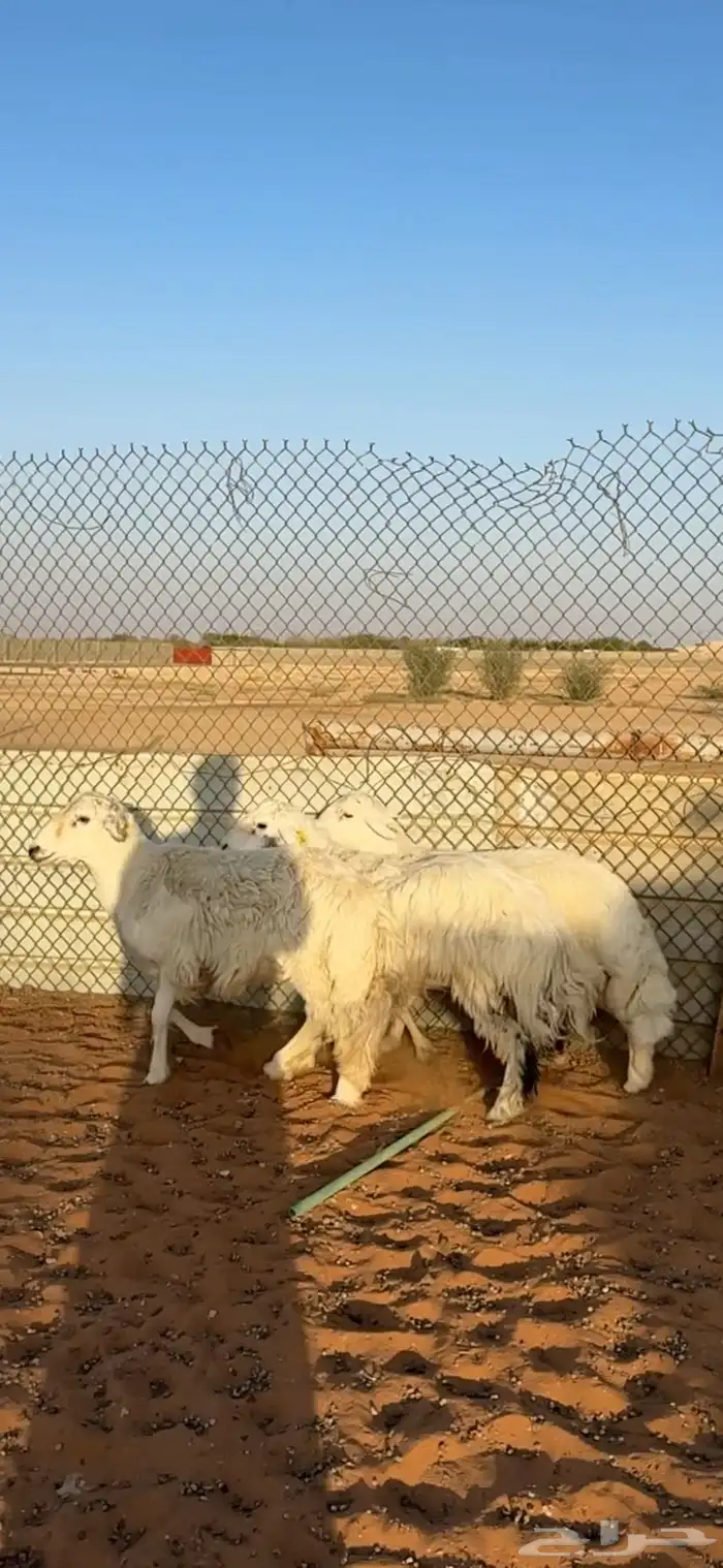 ذبايح حريات جذعان الخرج 1