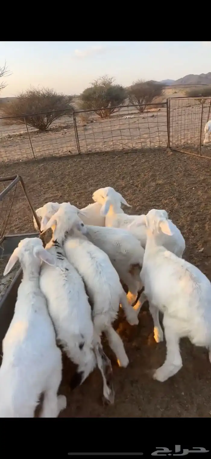 بهم حري مراح السوم 900 3