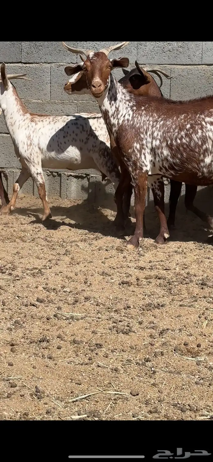 معزا دهم قرايب 7