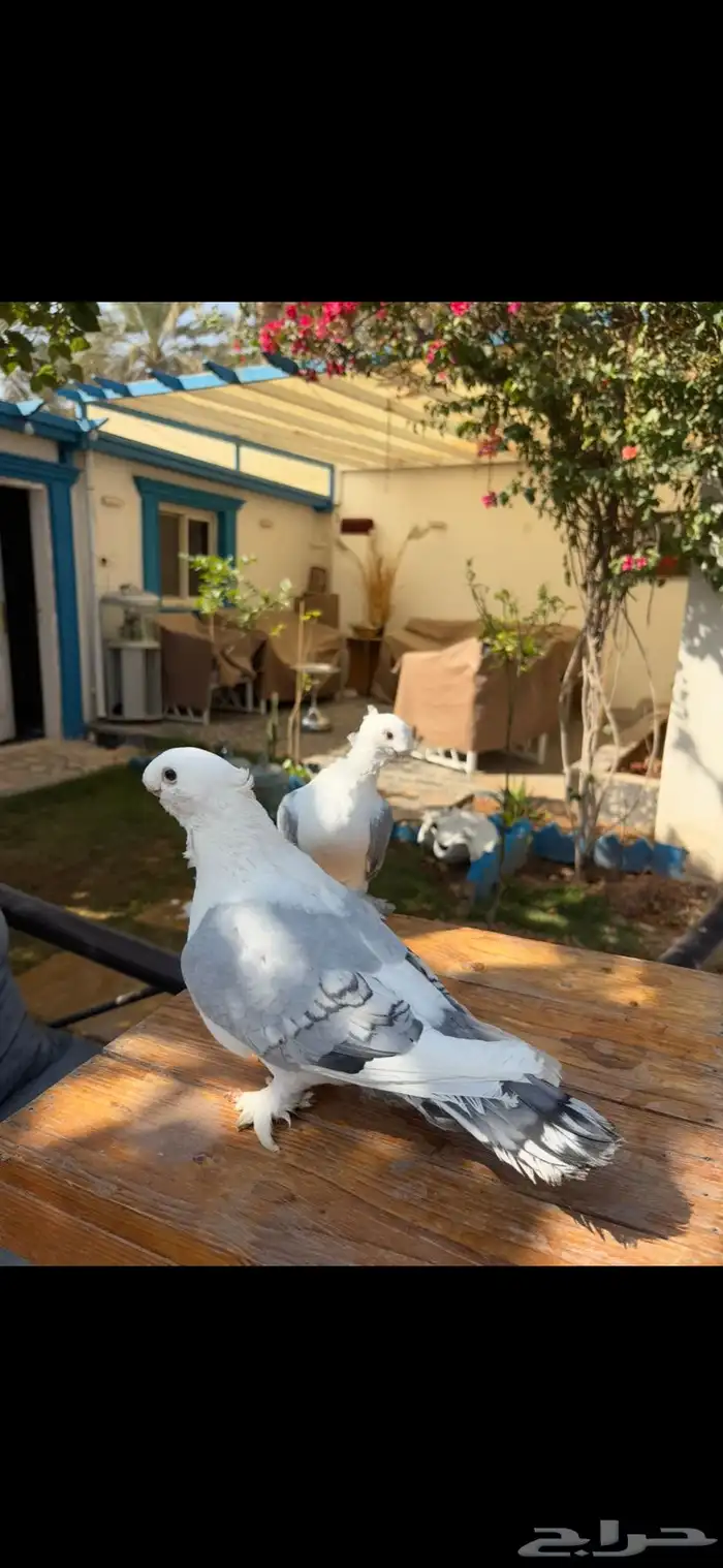 ستنايت ازرق 0