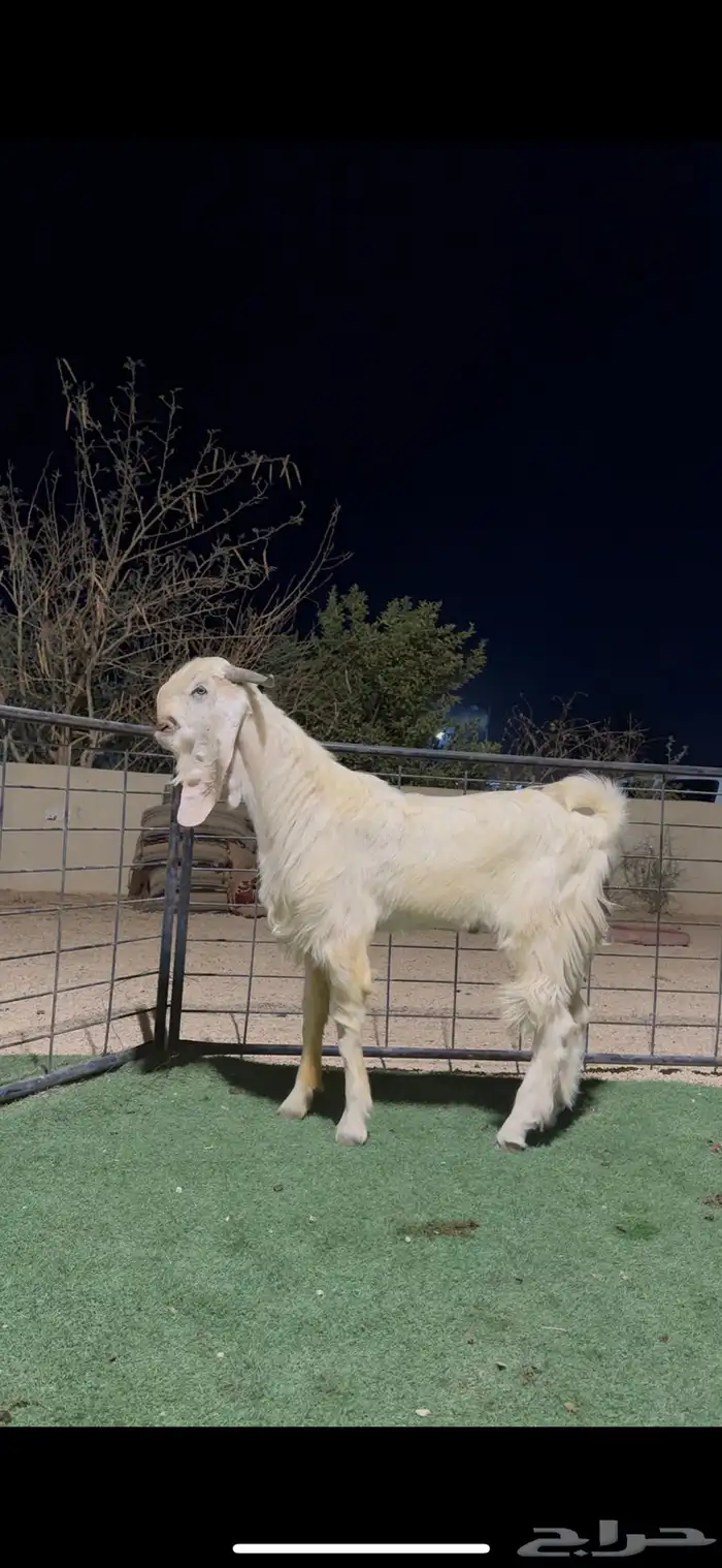 تيس مطور جذع 1