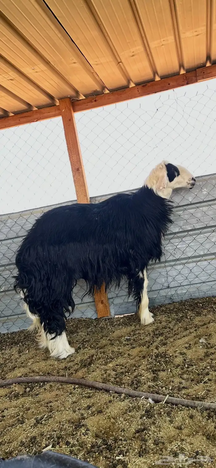 خروف فحل نجدي 4