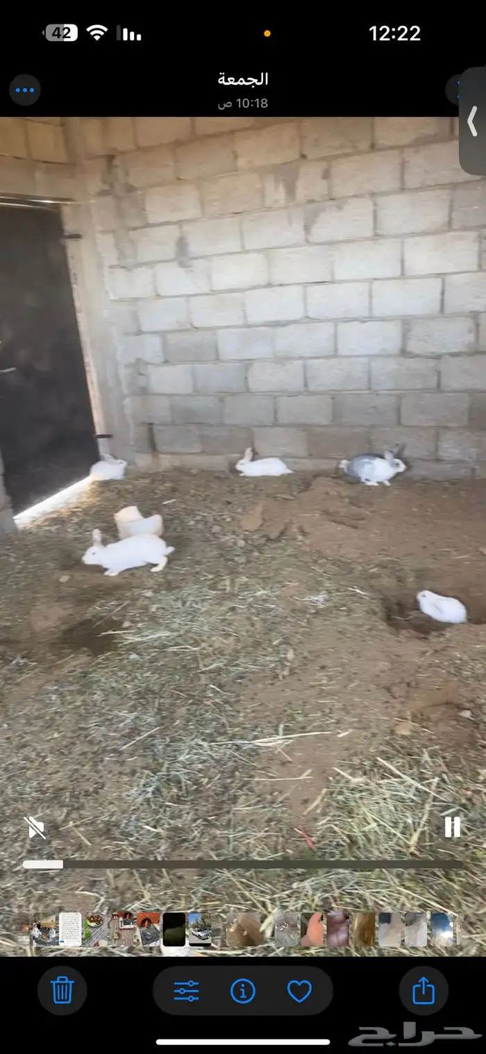 أرانب فرنسيه العدد تقريبا  20 سليمه من الأمراض شرط 3