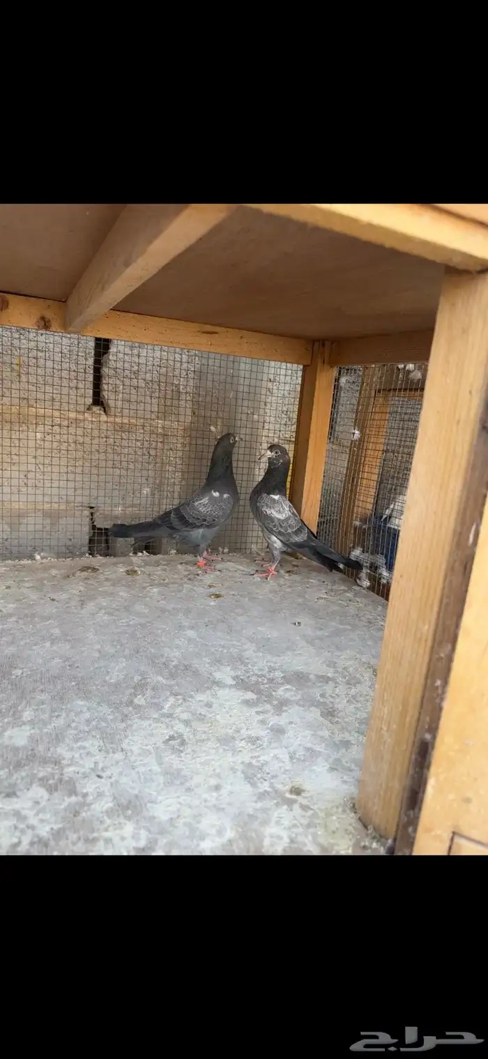 طبات حمام باكستاني 1