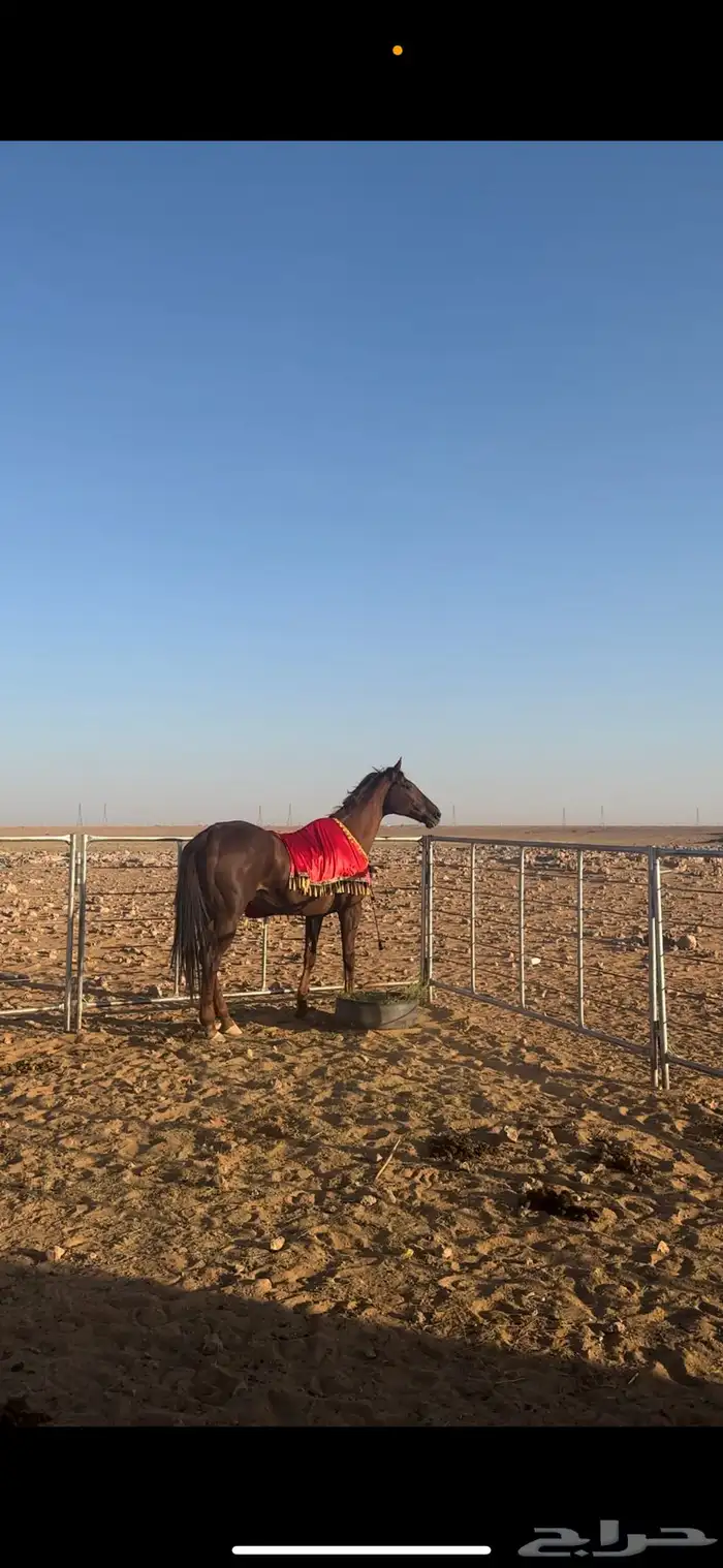 جلال خيل وزينة خيل 6