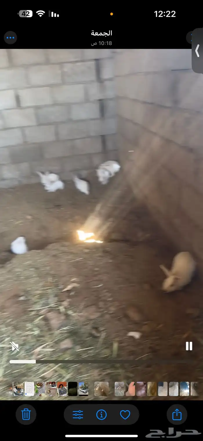 أرانب فرنسيه العدد تقريبا  20 سليمه من الأمراض شرط 2