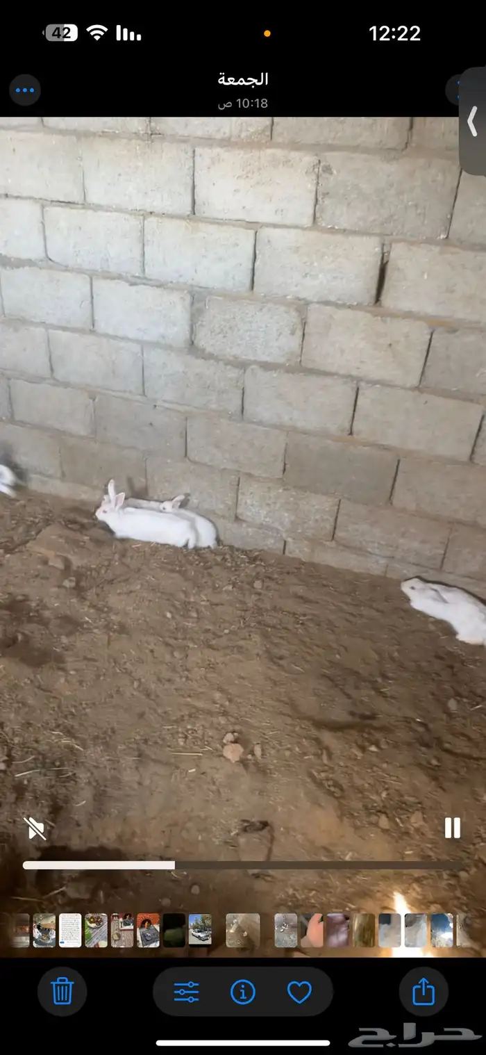 أرانب فرنسيه العدد تقريبا  20 سليمه من الأمراض شرط 0