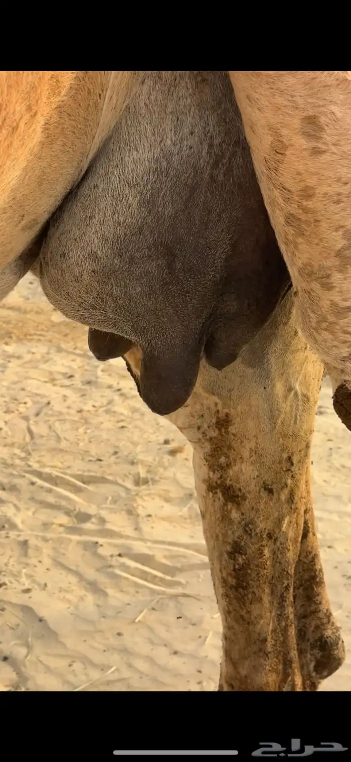 للبيع خلفه منيح ووجه ونتاج 4