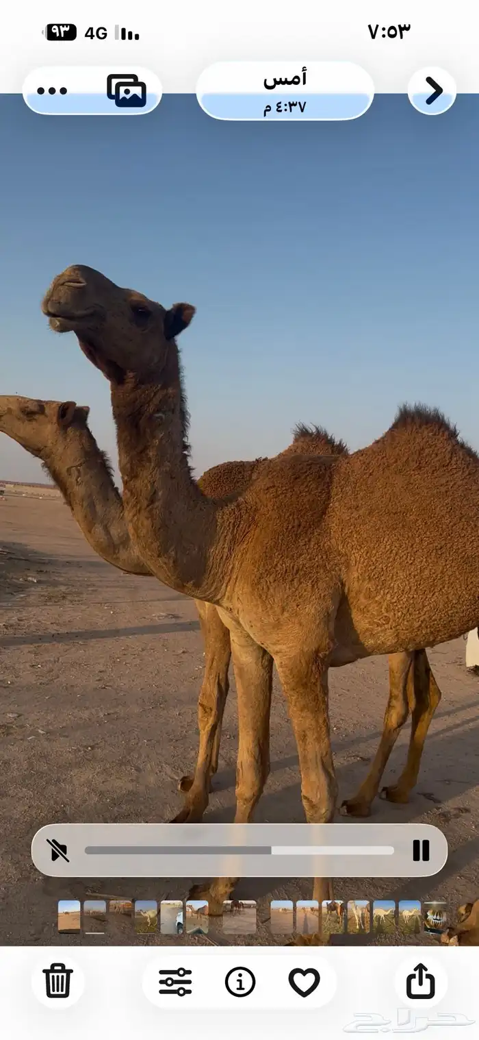 للبيع بكرتين حقايق 4