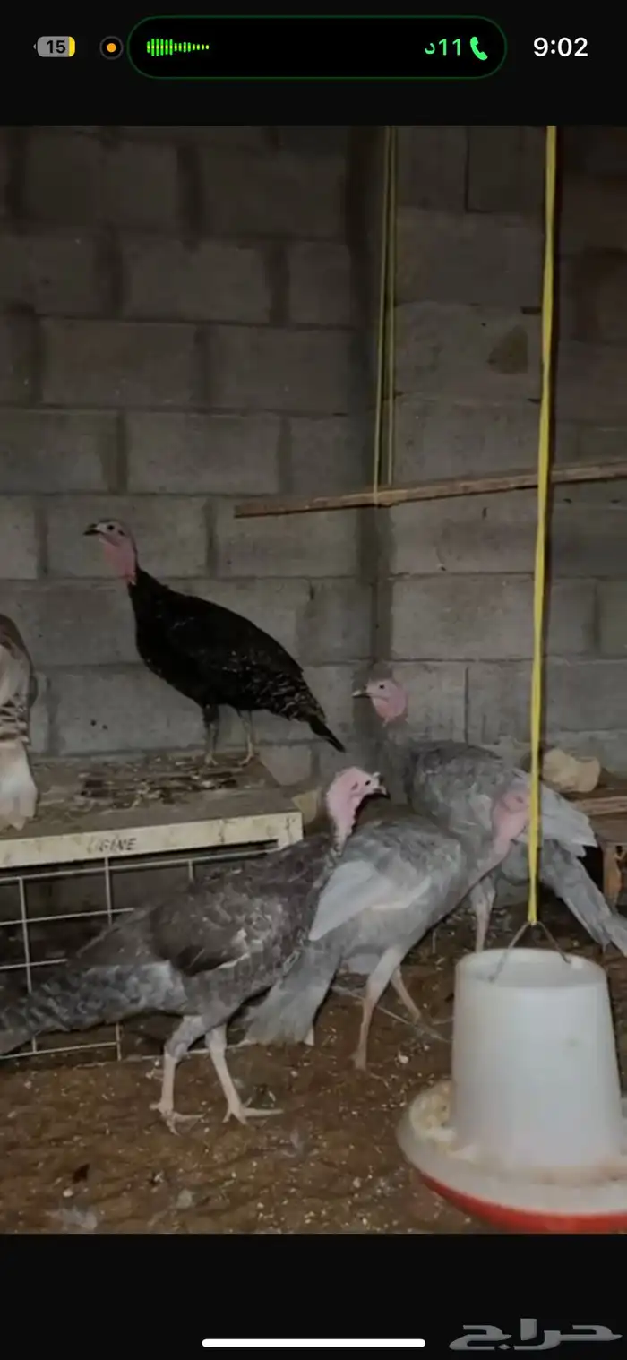 ديوك و دجاج رومي 0