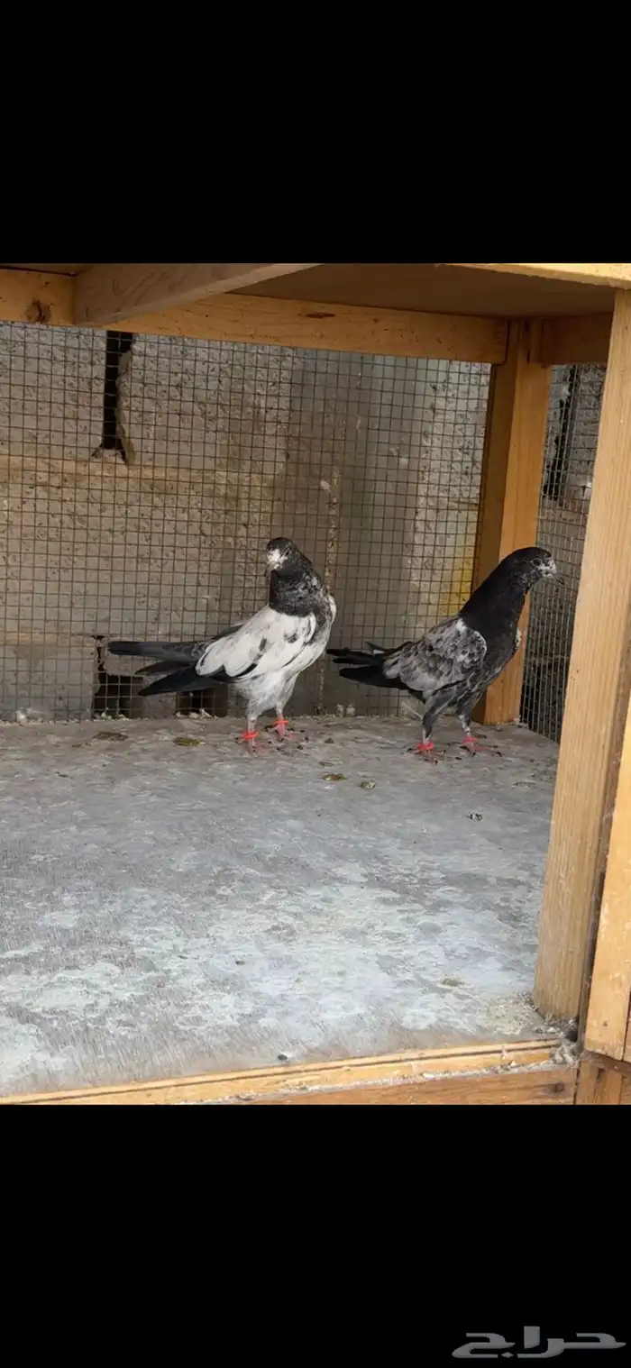 طبات حمام باكستاني 3