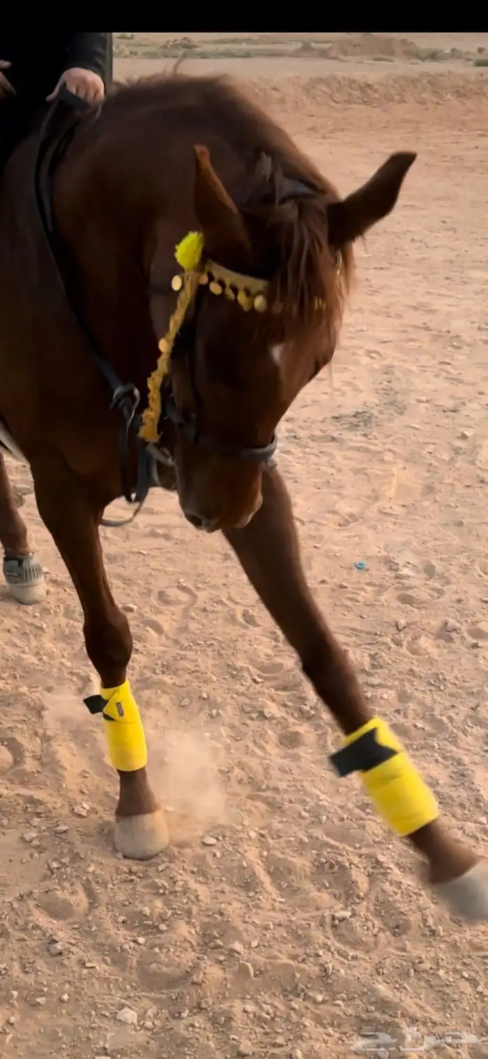 جلال خيل وزينة خيل 5