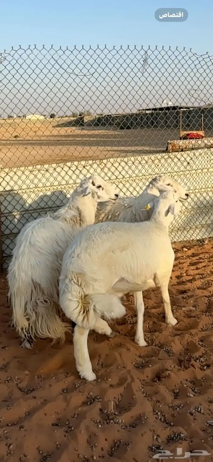 ذبايح حريات جذعان الخرج 2