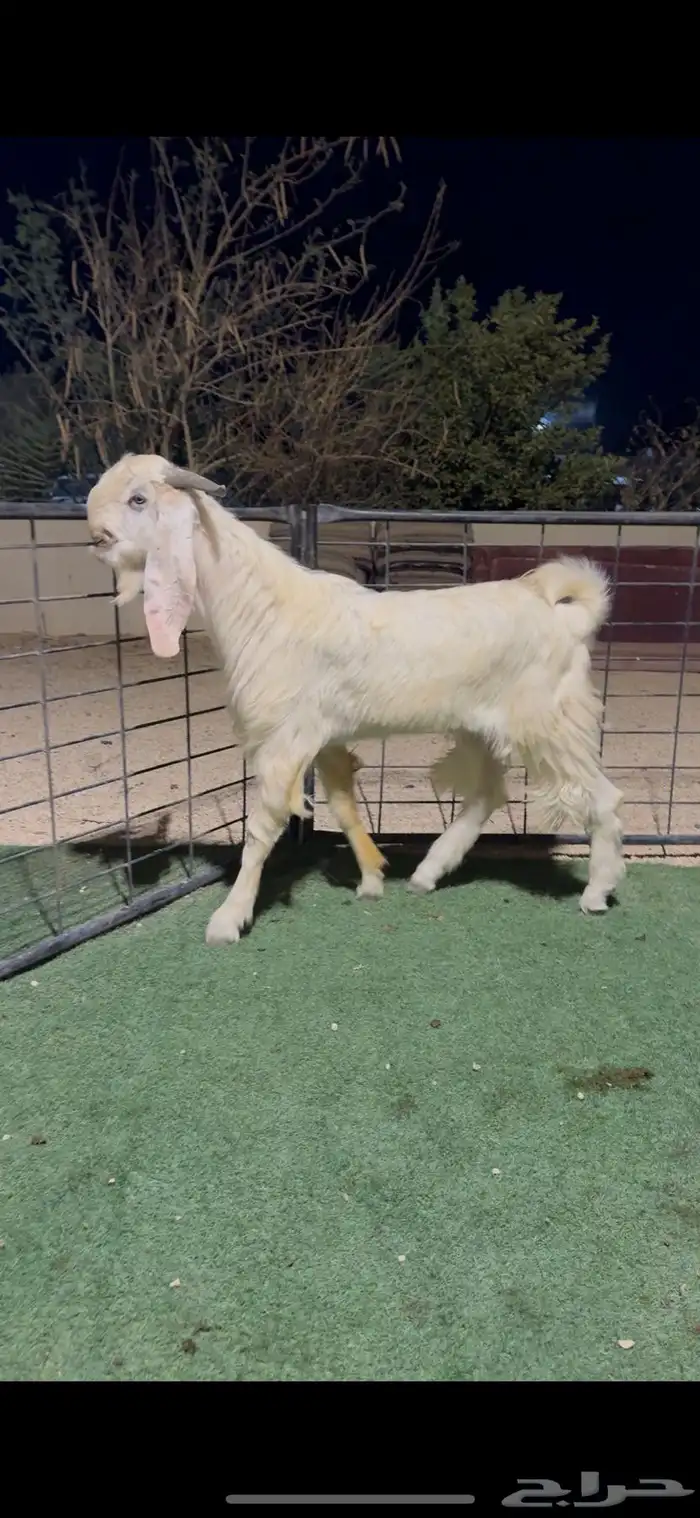 تيس مطور جذع 0