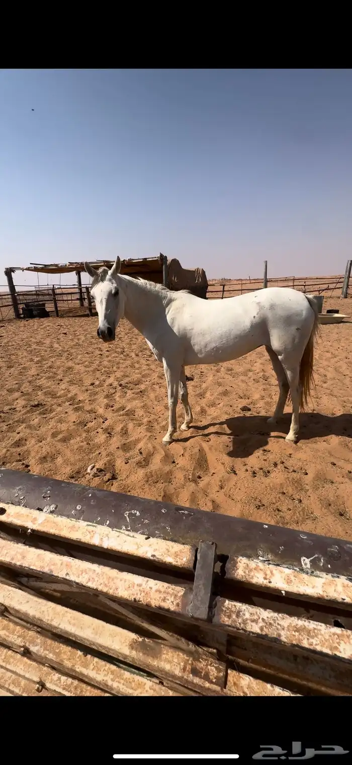 خيل اصيلة عربية 0