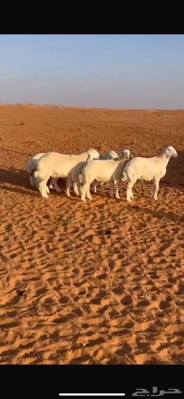 طليان حريات للبيع 1