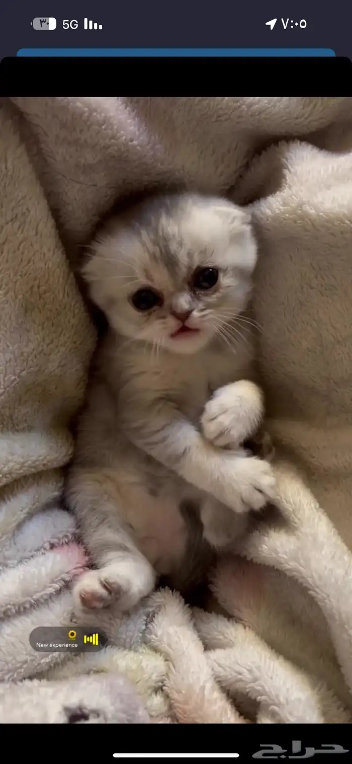 سكوتش فولد كيتن للبيع 9