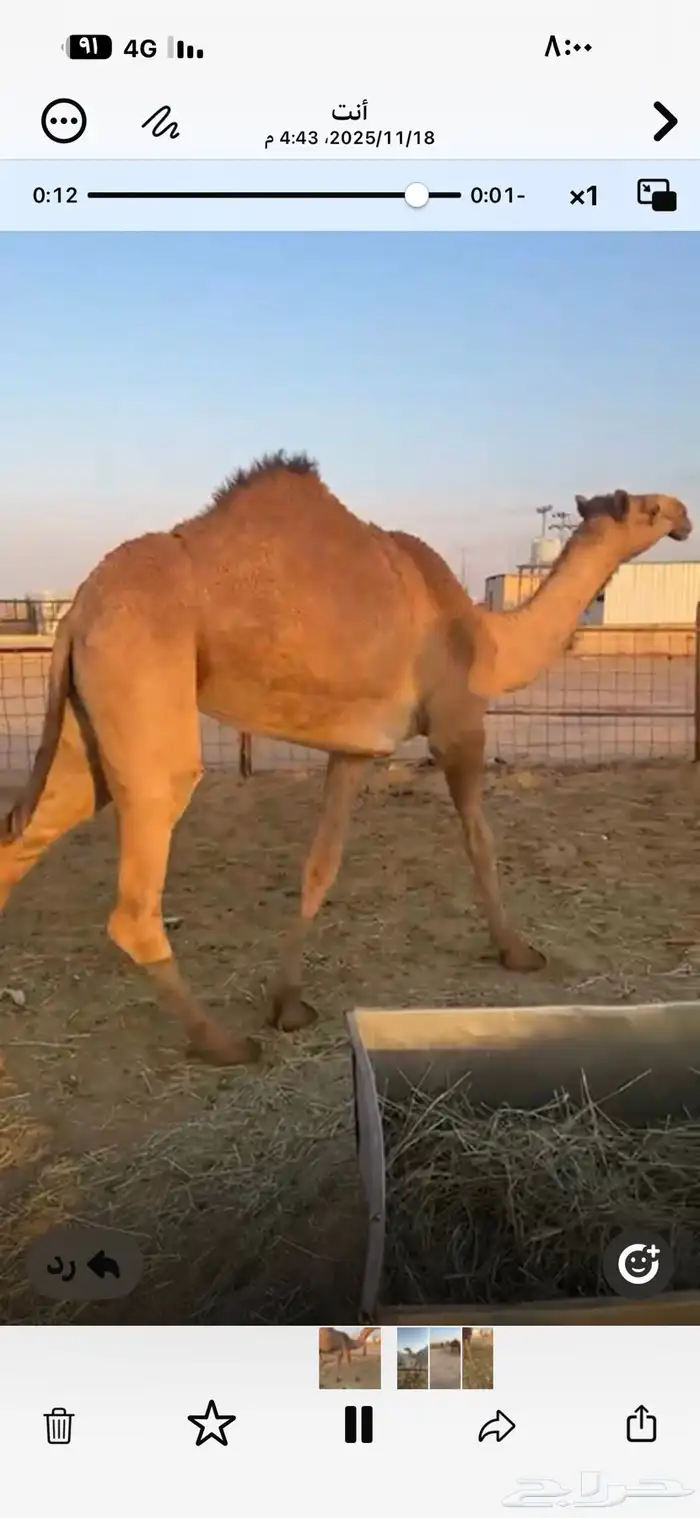 للبيع بكرتين حقايق 1