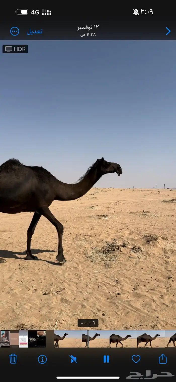 خلفه مجهم طيبه 5