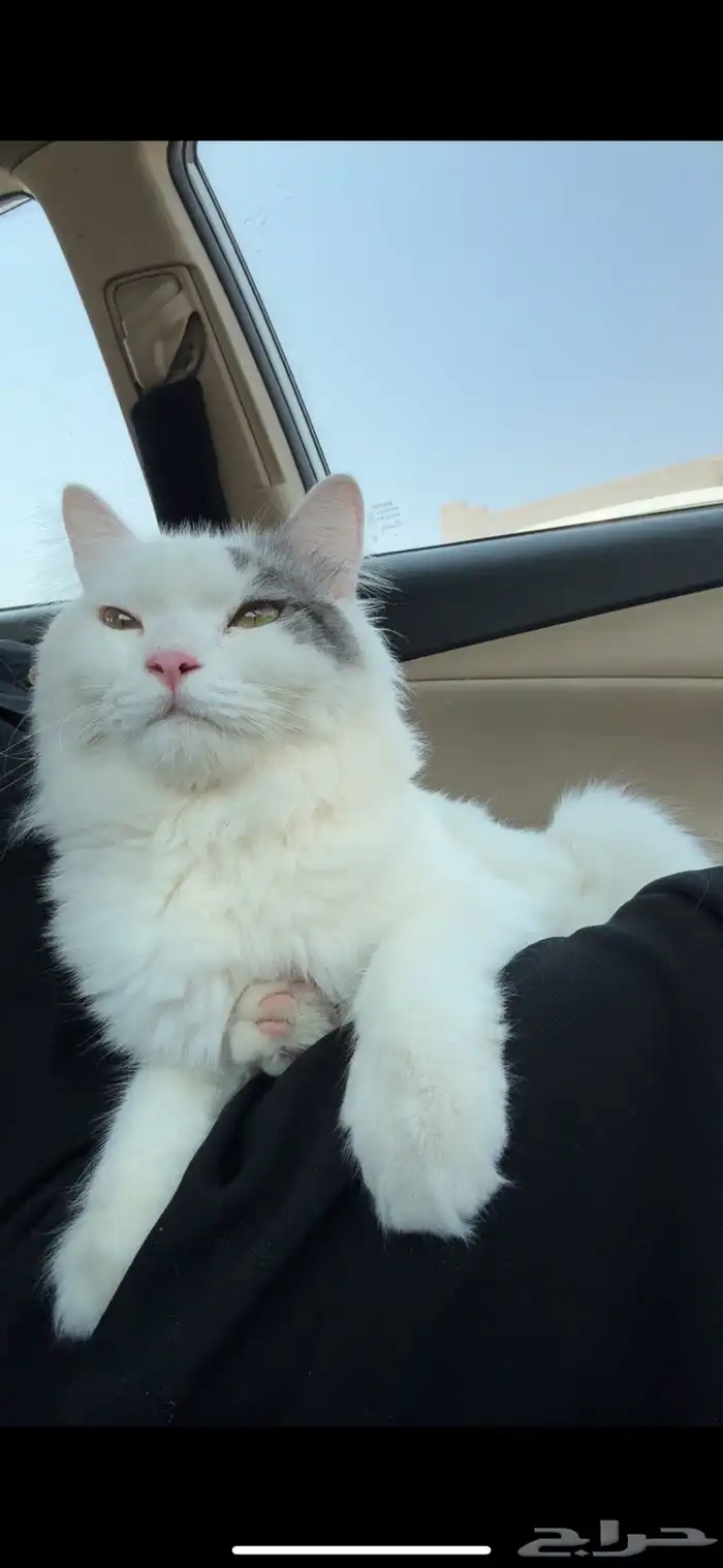 قط ضائع في ضاحية الملك فهد 0