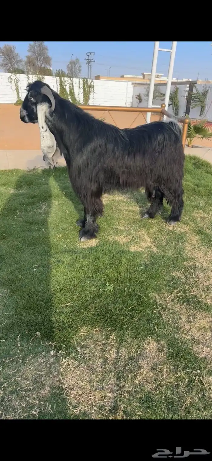 فحل عارضي خصم الخصم تممم البيع 1