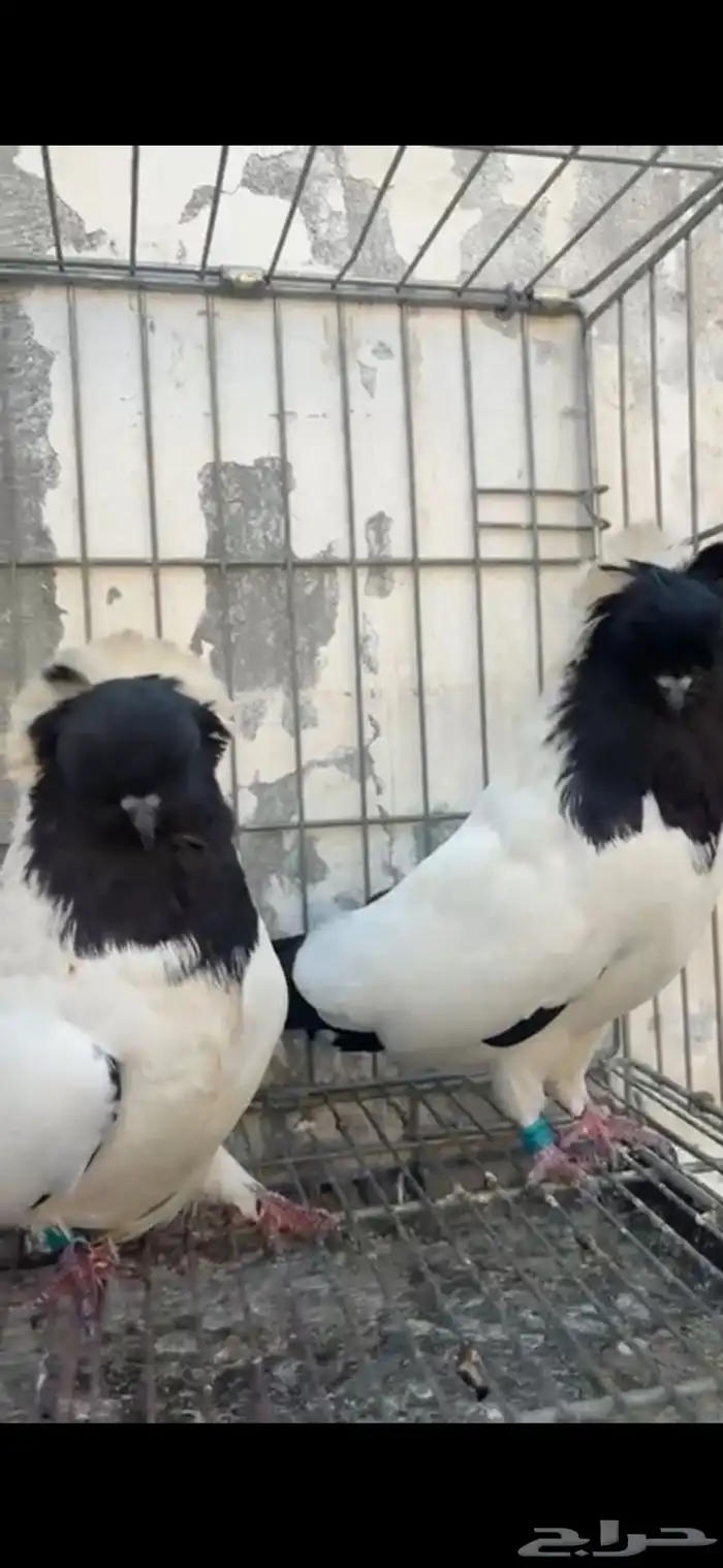 جوز حمام سوداني منتج 0