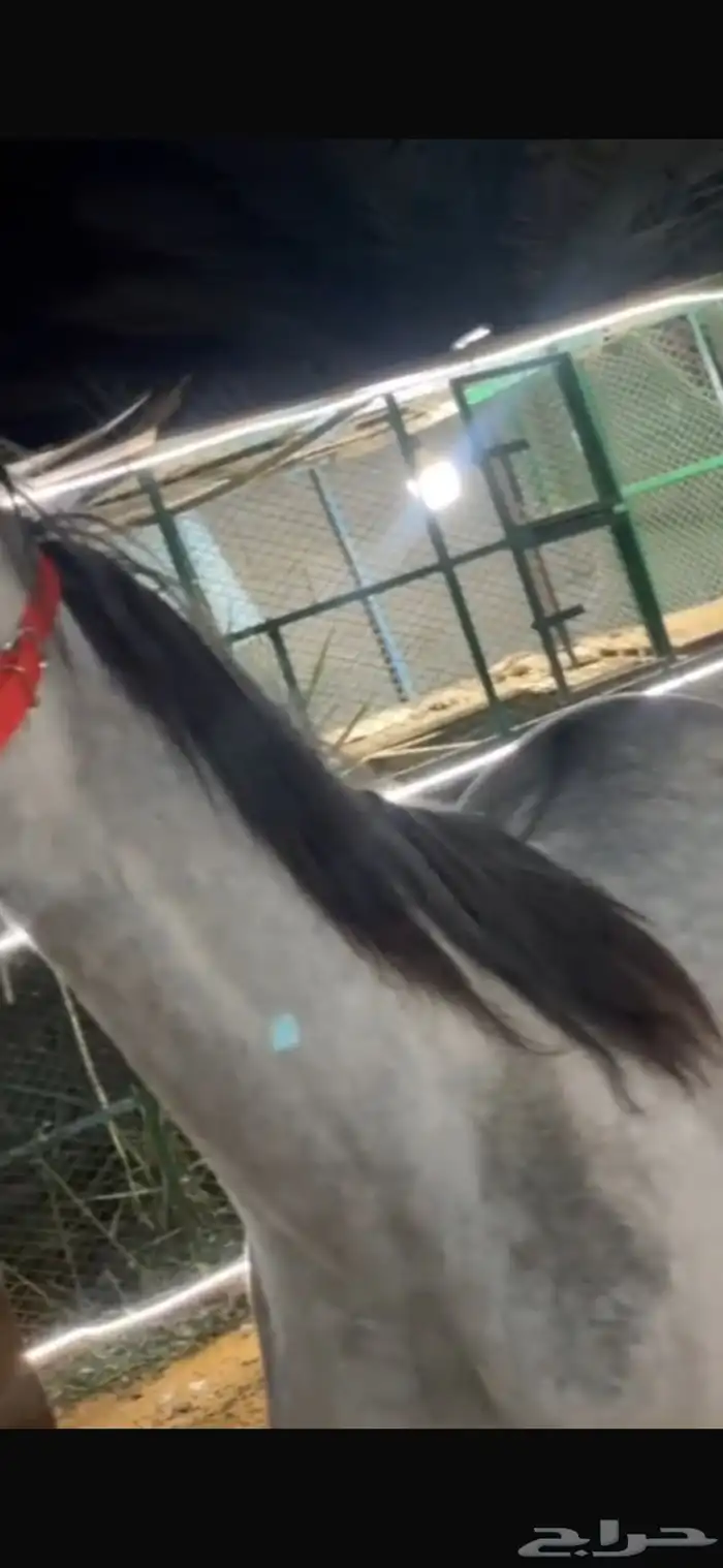 حصان واهو اصيل 1