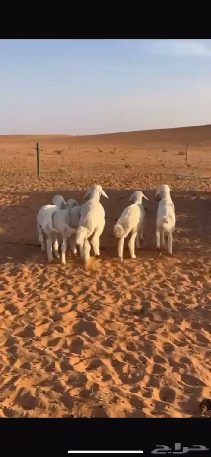 طليان حريات للبيع 0