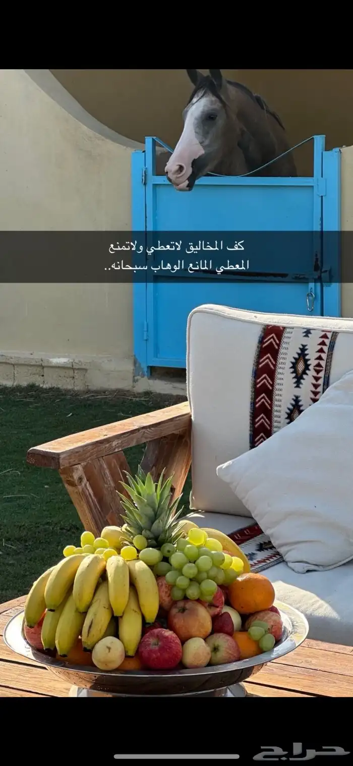 فرس جزيريه 0