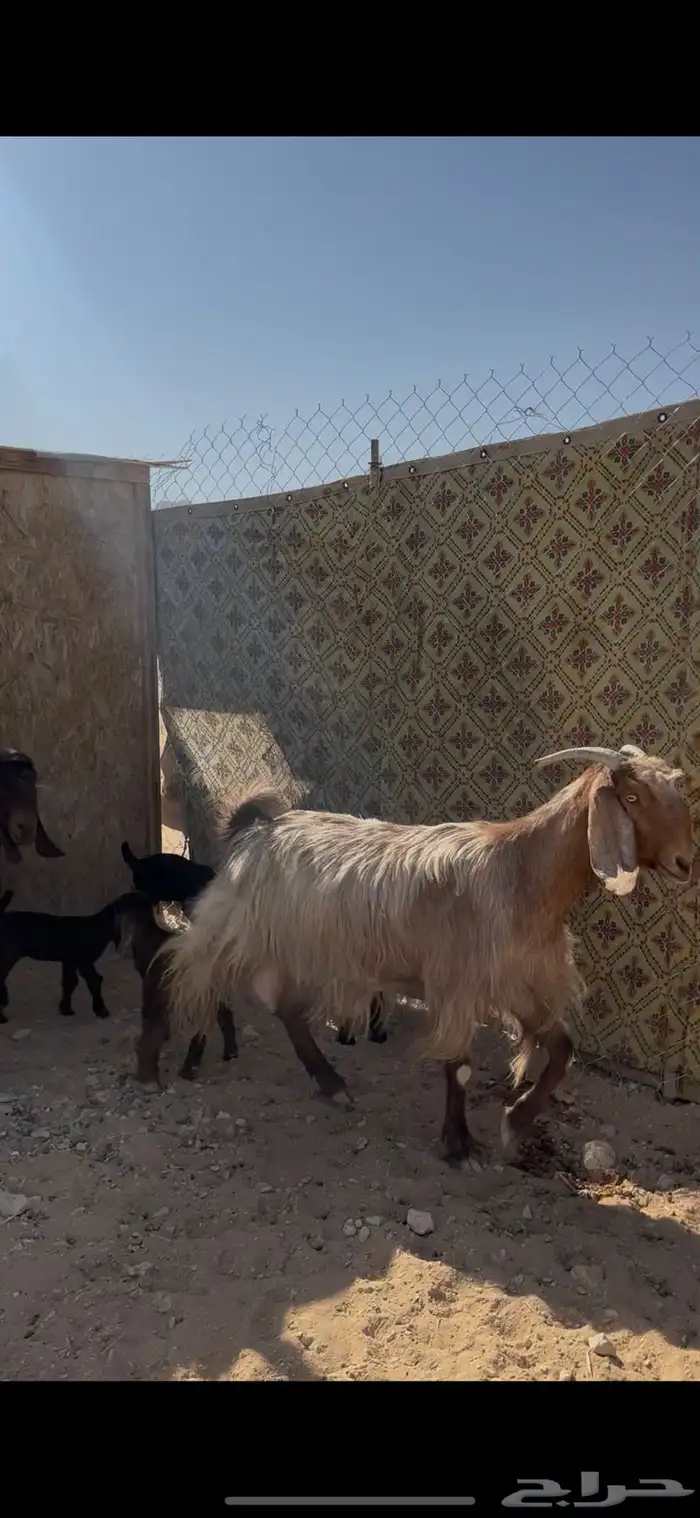 معزا متابيع للبيع 2