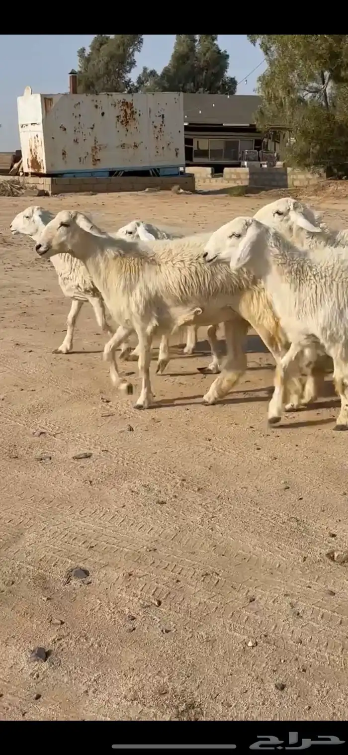 رخال مقاني 1