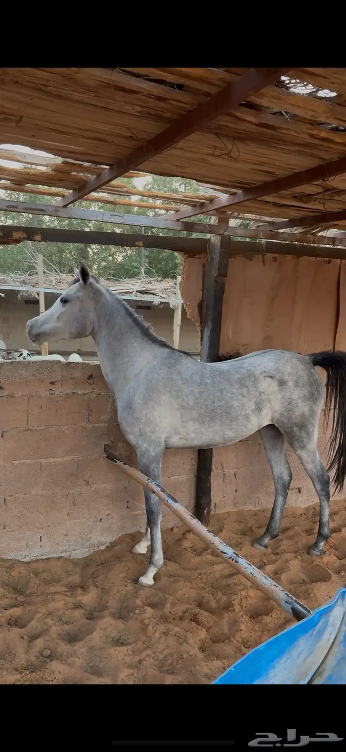 مهره عربيه اصيله ( واهو ) 0