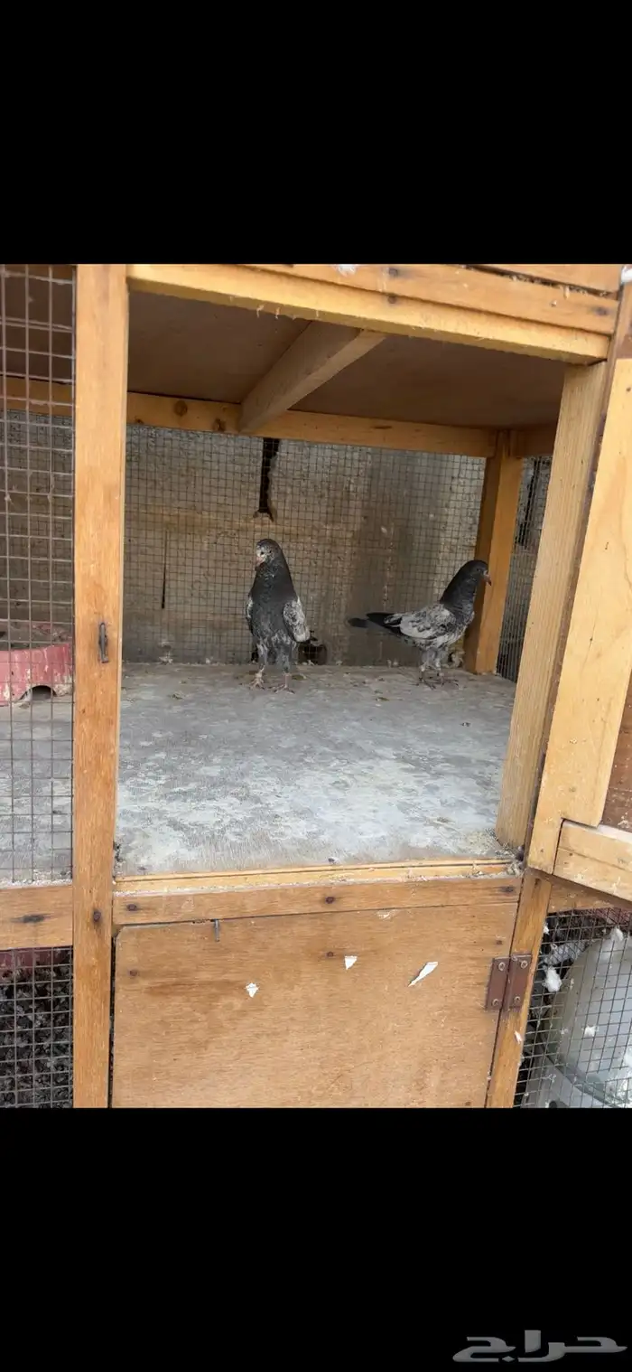 طبات حمام باكستاني 2