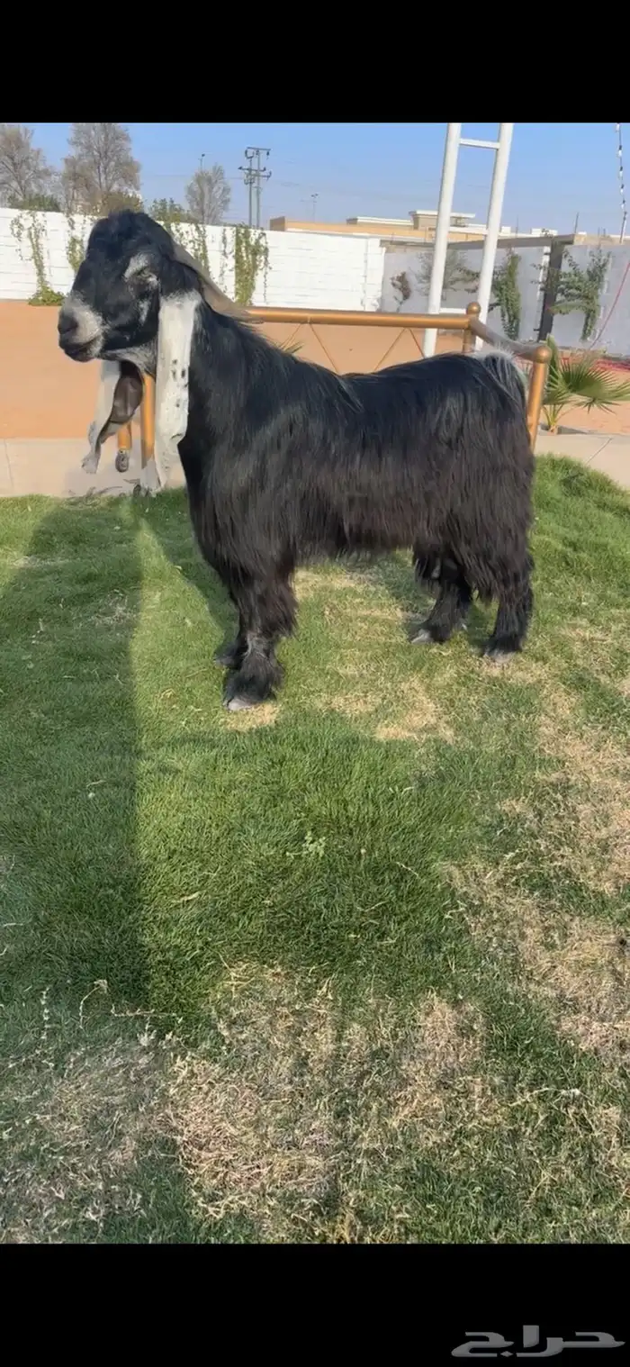 فحل عارضي خصم الخصم تممم البيع 0